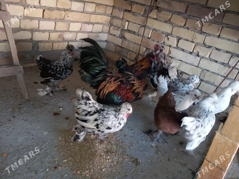 troyka karliklar - Saýat - img 5