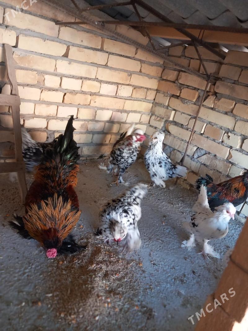 troyka karliklar - Saýat - img 3