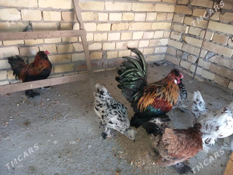 troyka karliklar - Saýat - img 7