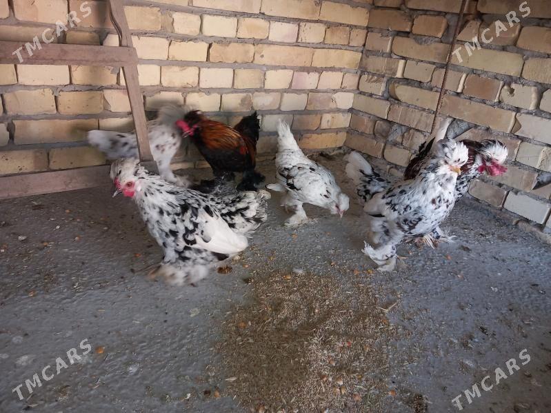 troyka karliklar - Saýat - img 6