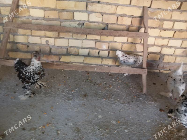 troyka karliklar - Saýat - img 2