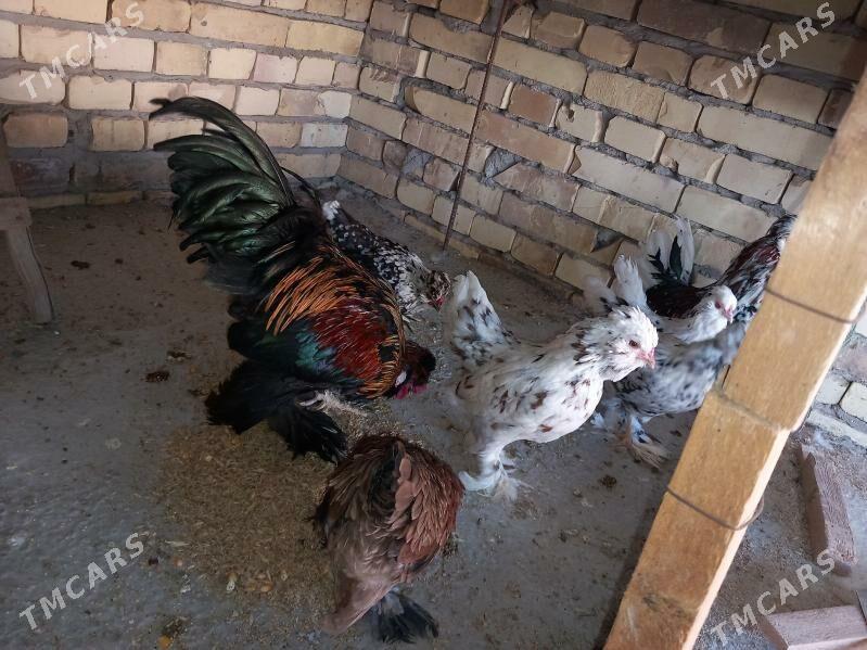 troyka karliklar - Saýat - img 9