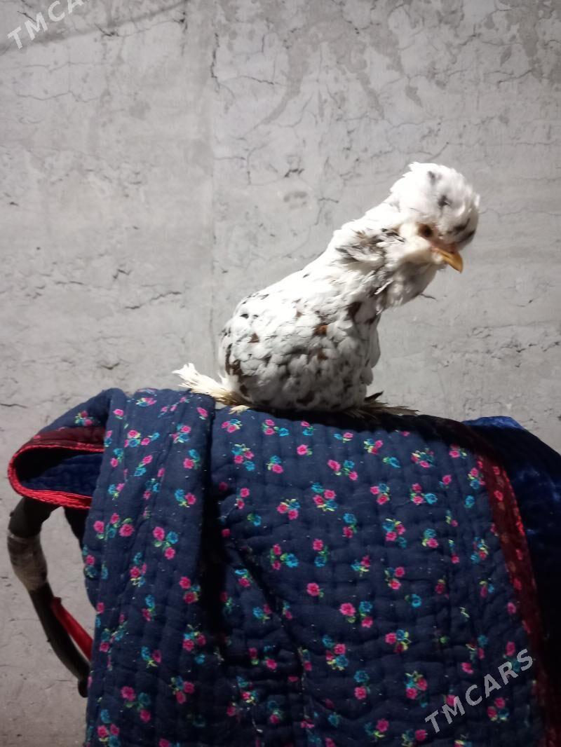 troyka karliklar - Saýat - img 1