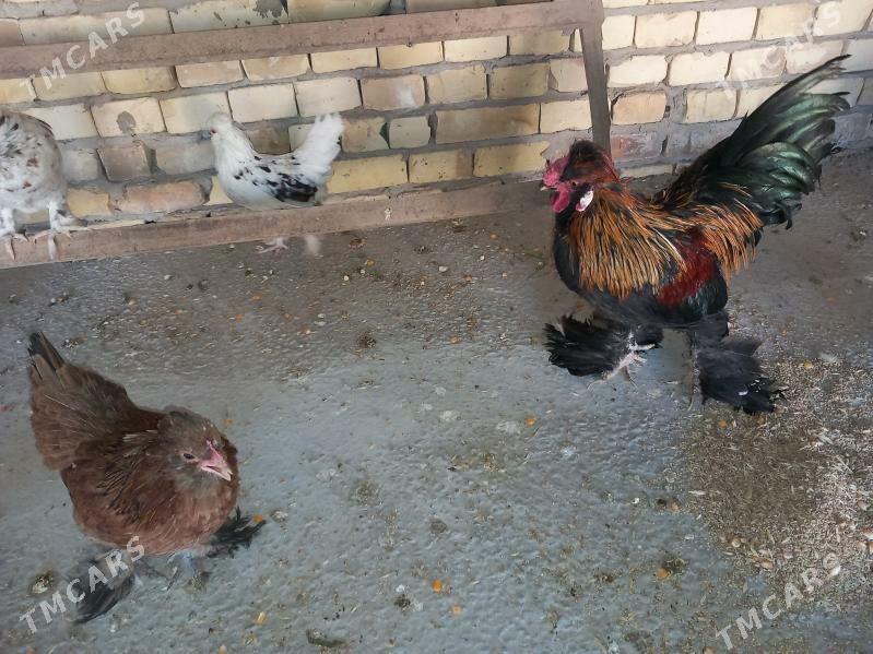 troyka karliklar - Saýat - img 10