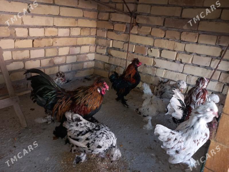 troyka karliklar - Saýat - img 8