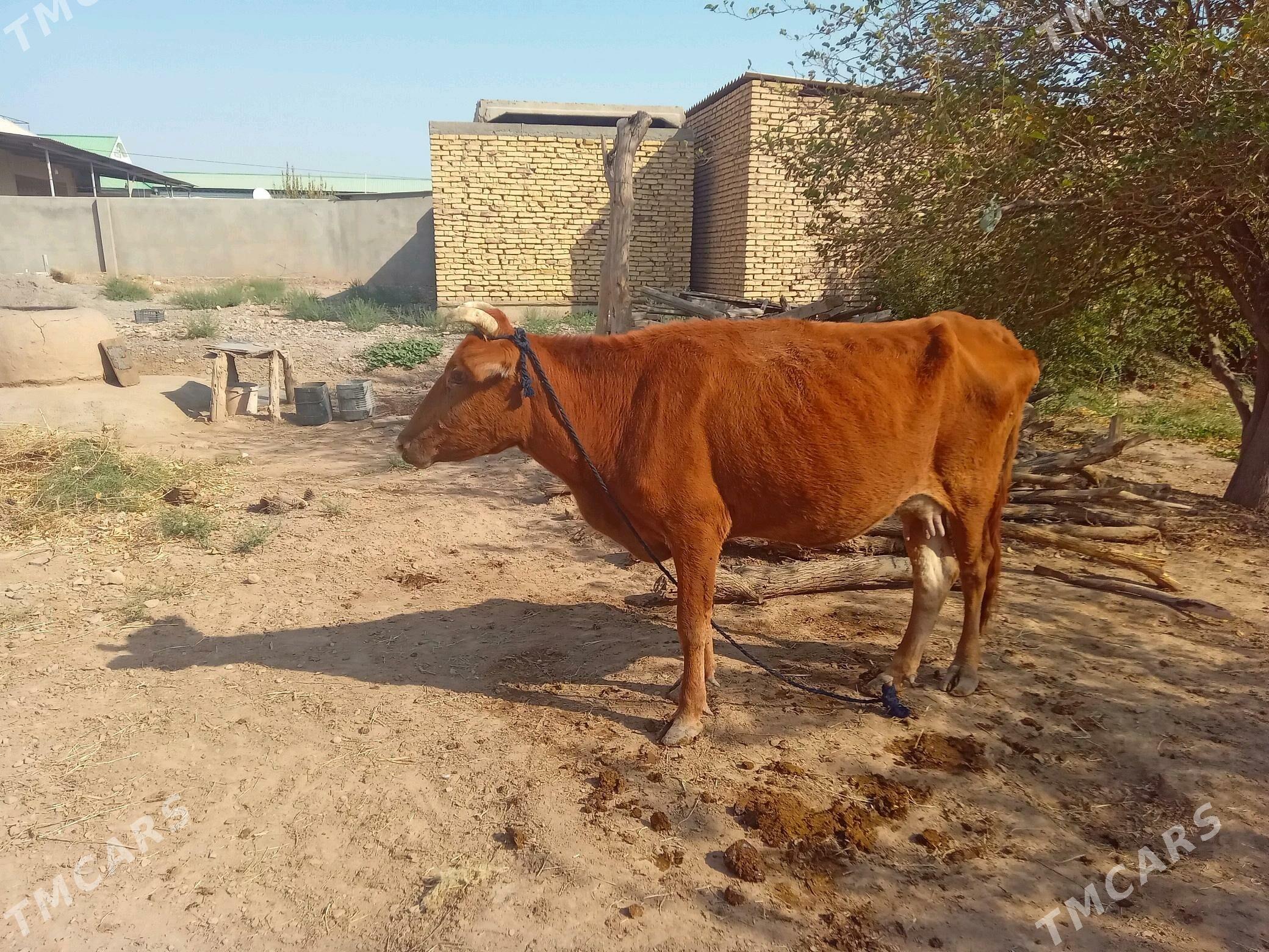 sygyr - Tejen - img 1