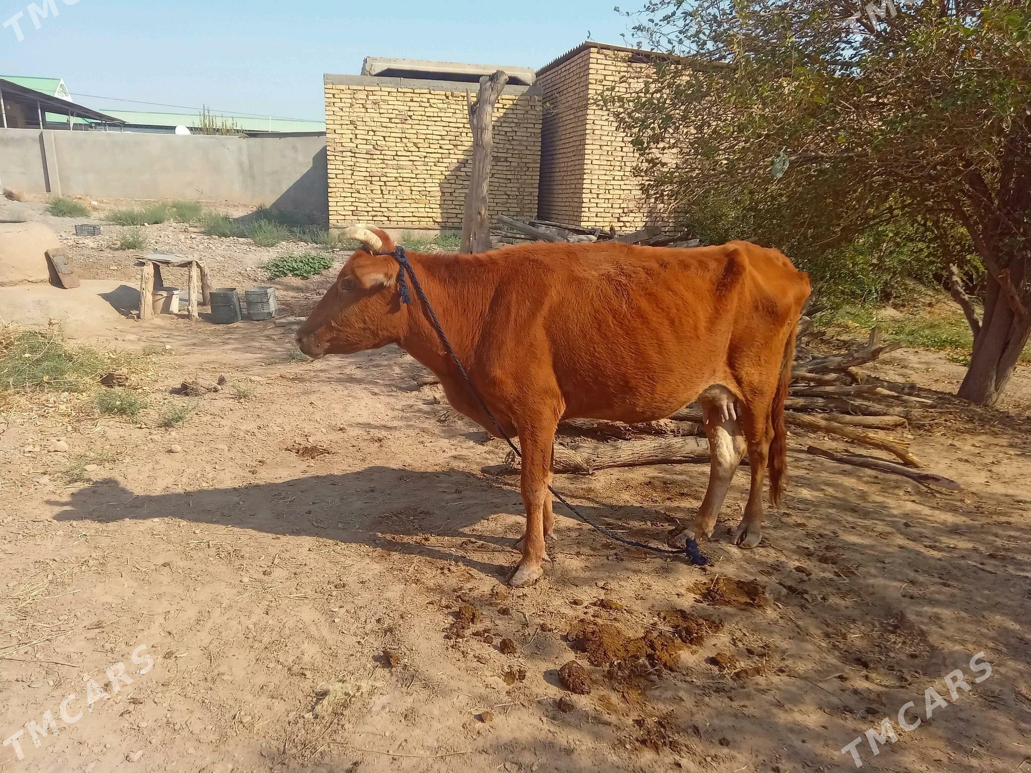 sygyr - Tejen - img 2