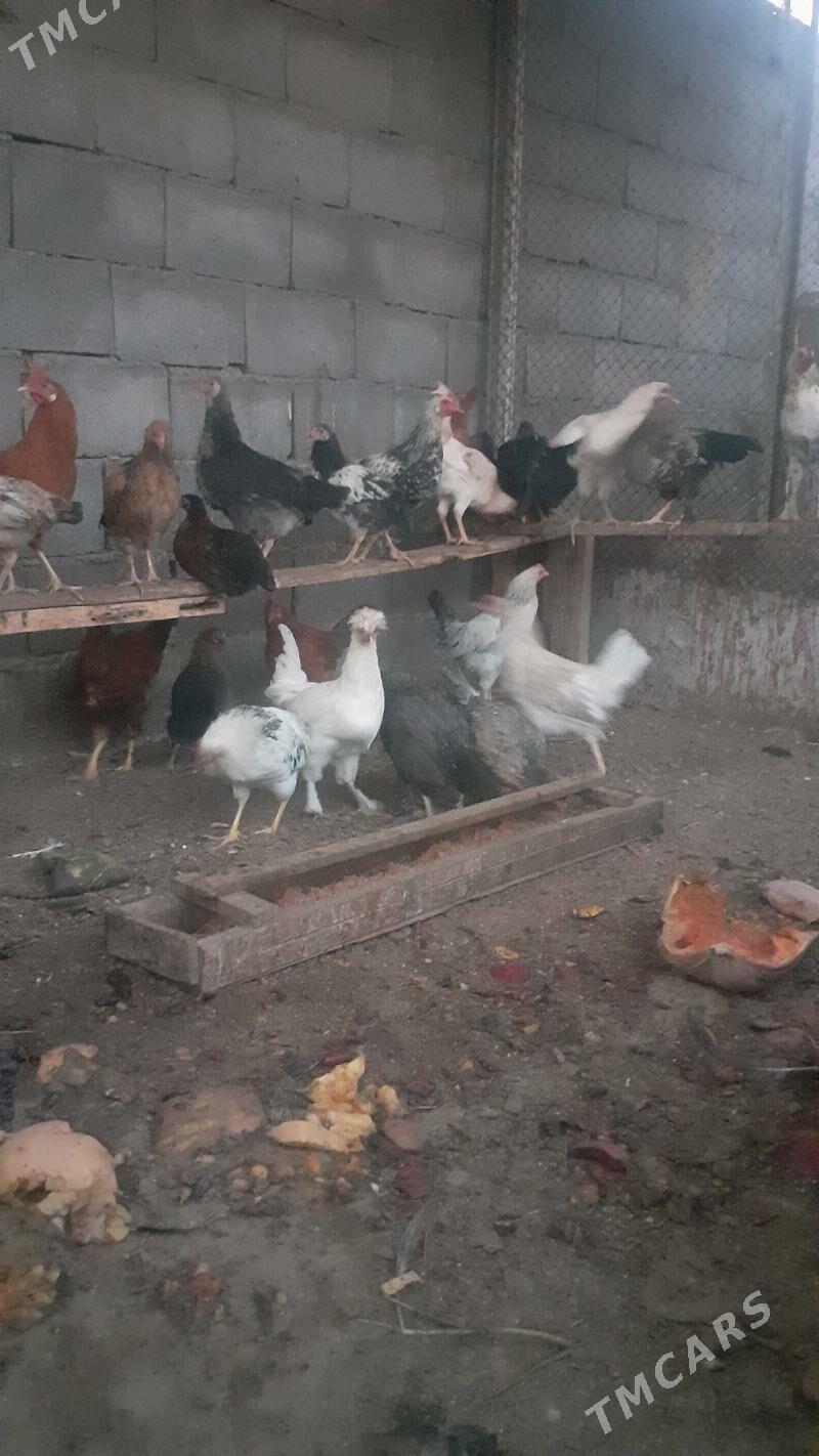 gybryt  towuk - Бузмеин - img 2