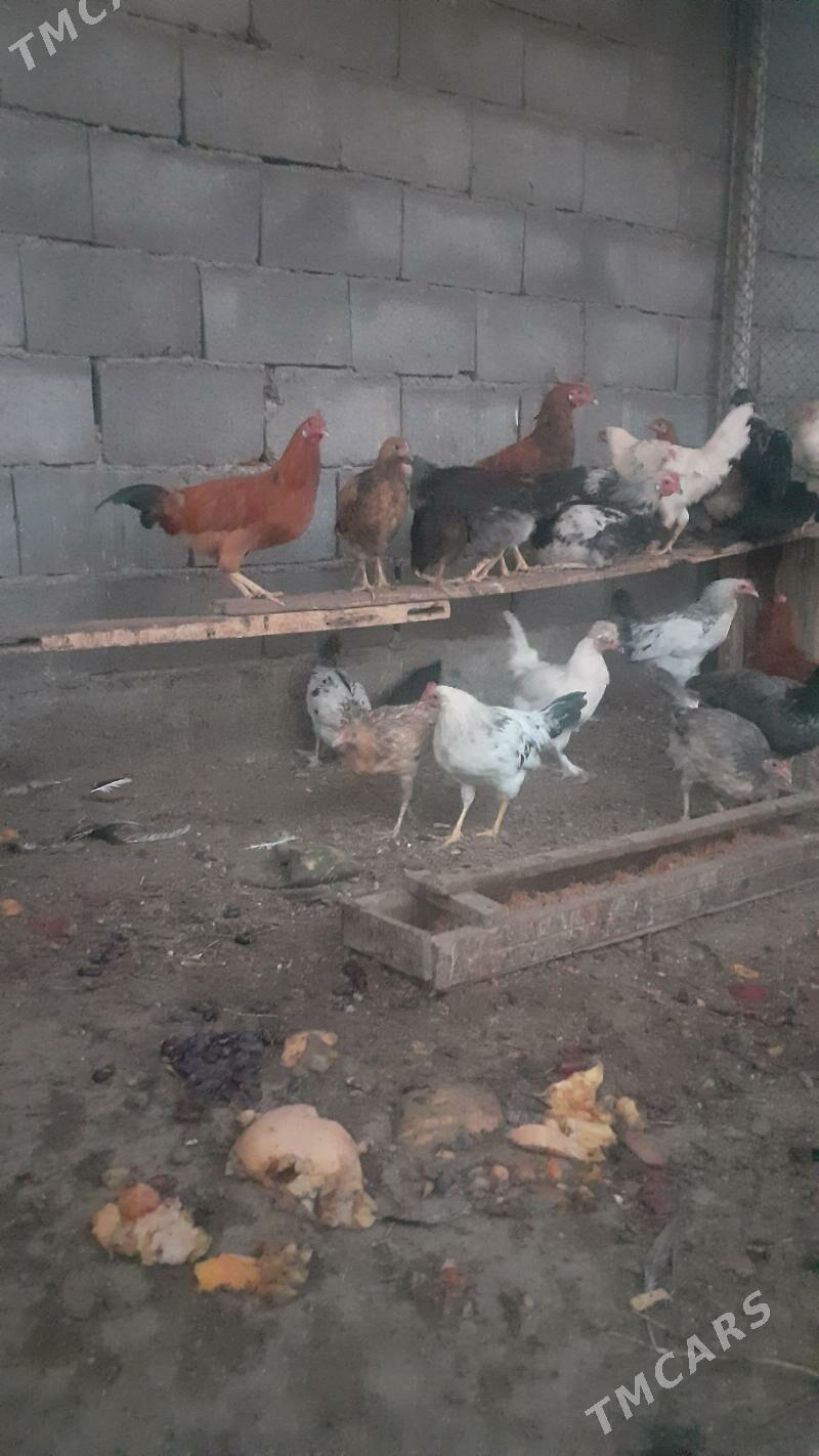 gybryt  towuk - Бузмеин - img 3