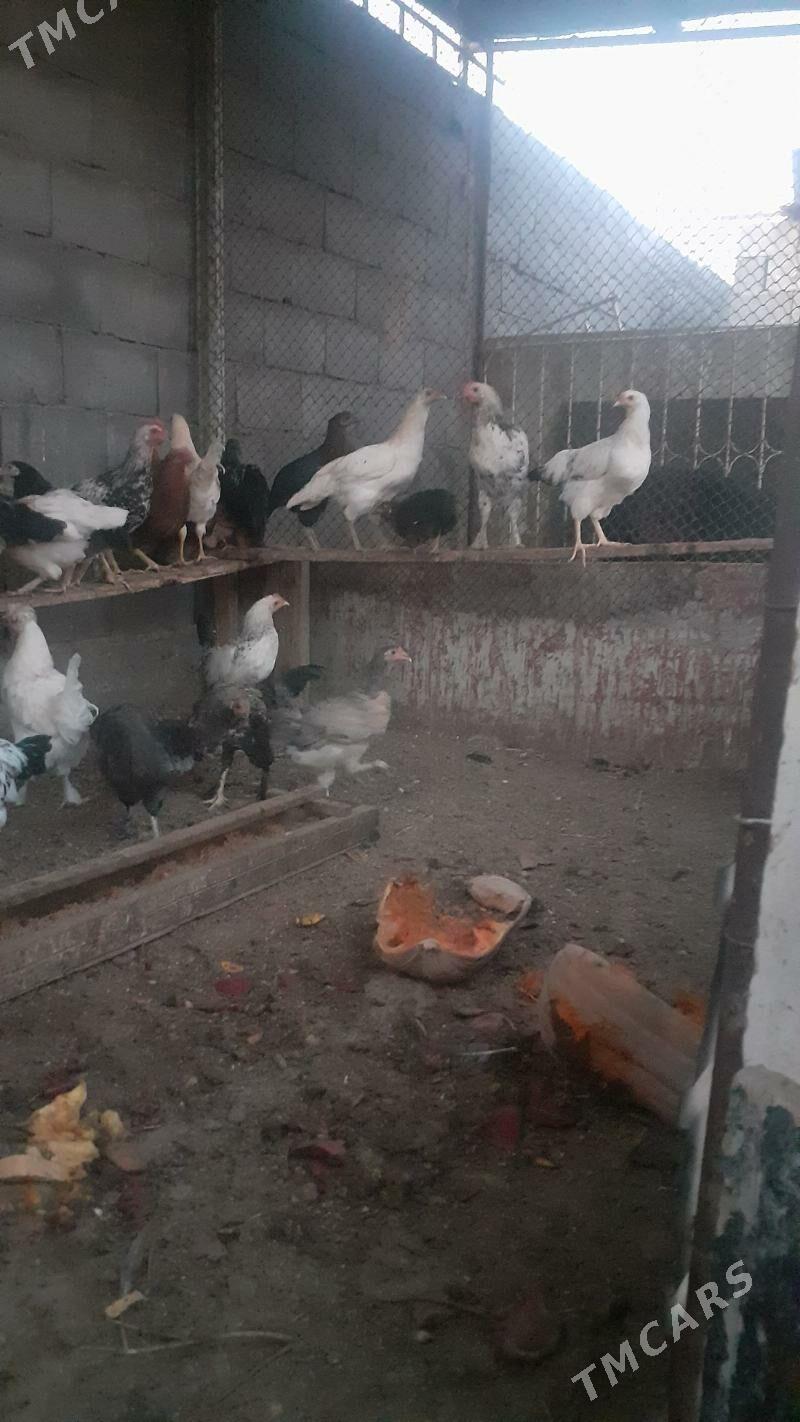 gybryt  towuk - Бузмеин - img 4