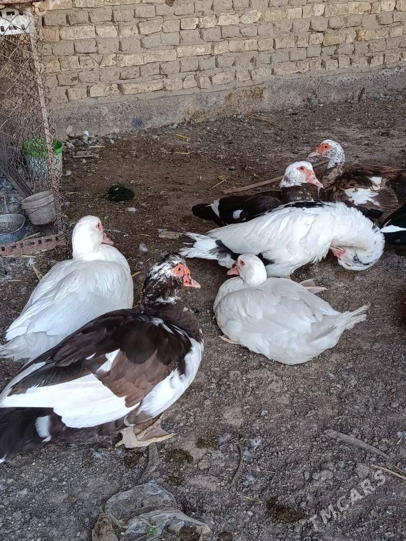 Indautga - Murgap - img 2