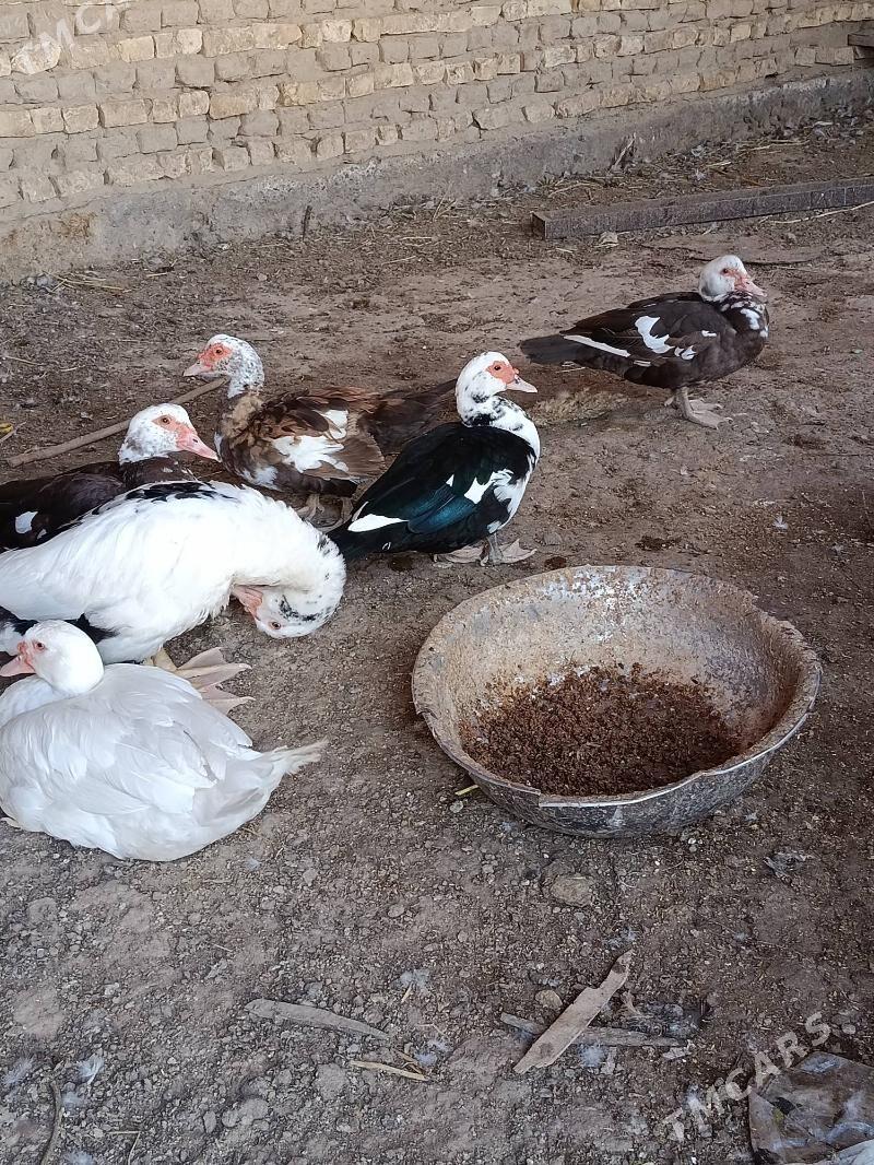 Indautga - Murgap - img 7