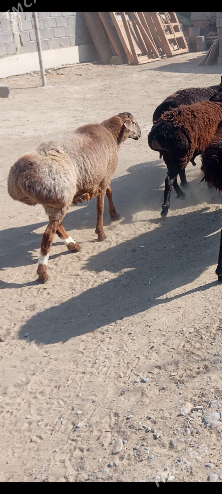 gisar goc - Aşgabat - img 3