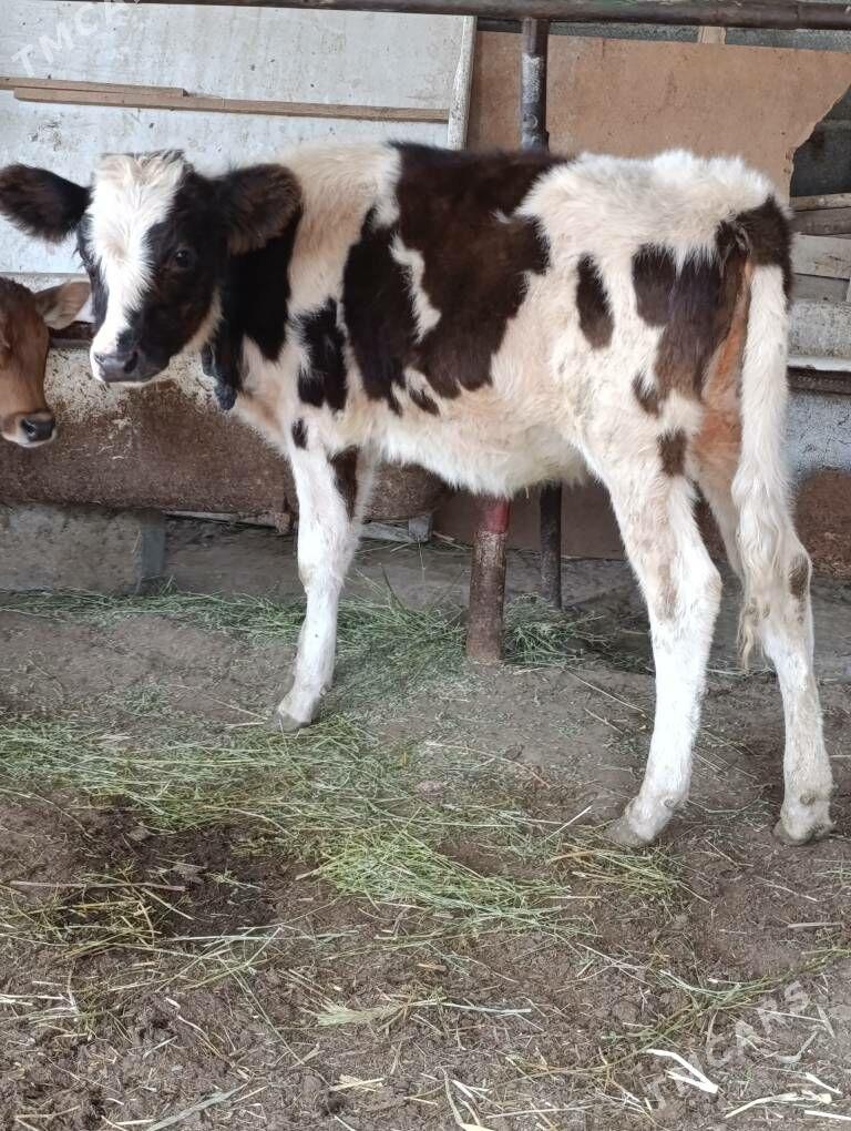ala gatyşyk gibrit tuwe - Gökdepe - img 1