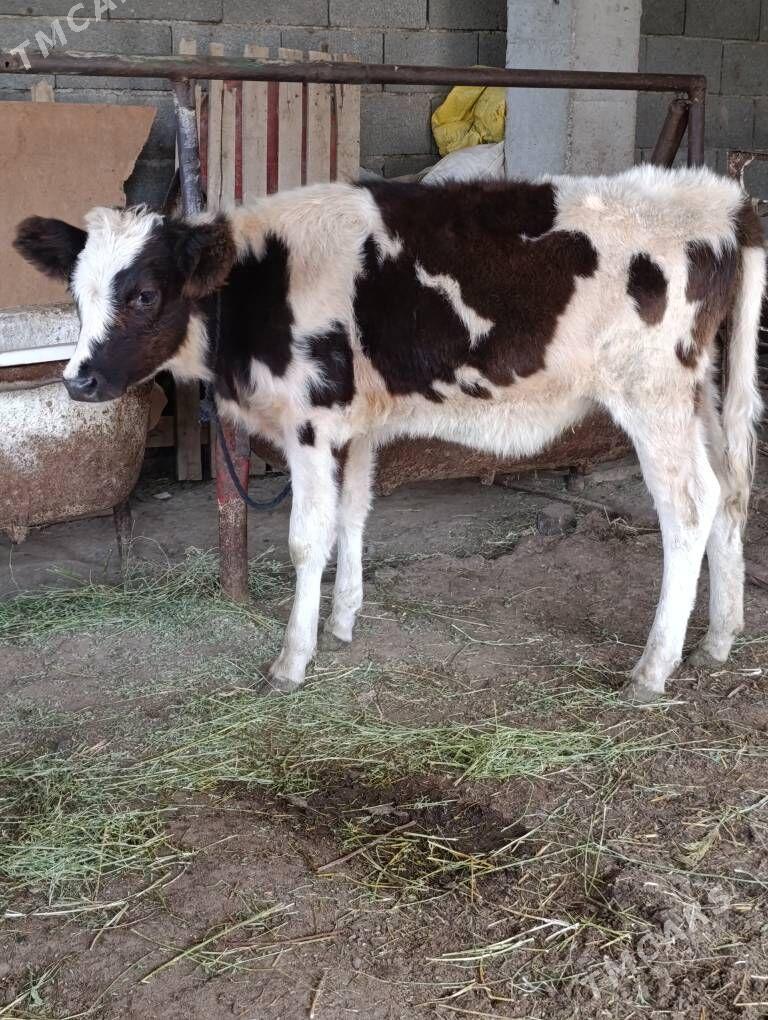 ala gatyşyk gibrit tuwe - Gökdepe - img 3