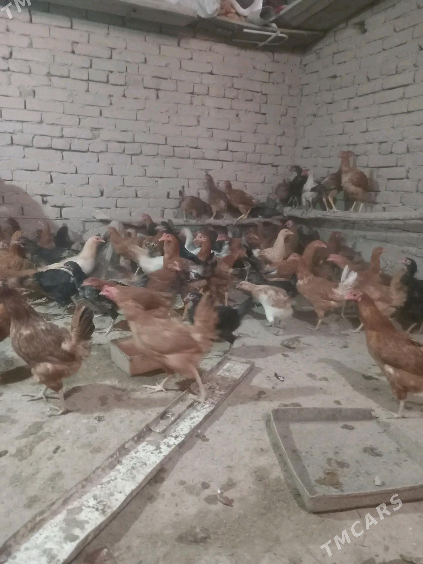 towuk juje bilen uly gaz - Дашогуз - img 2