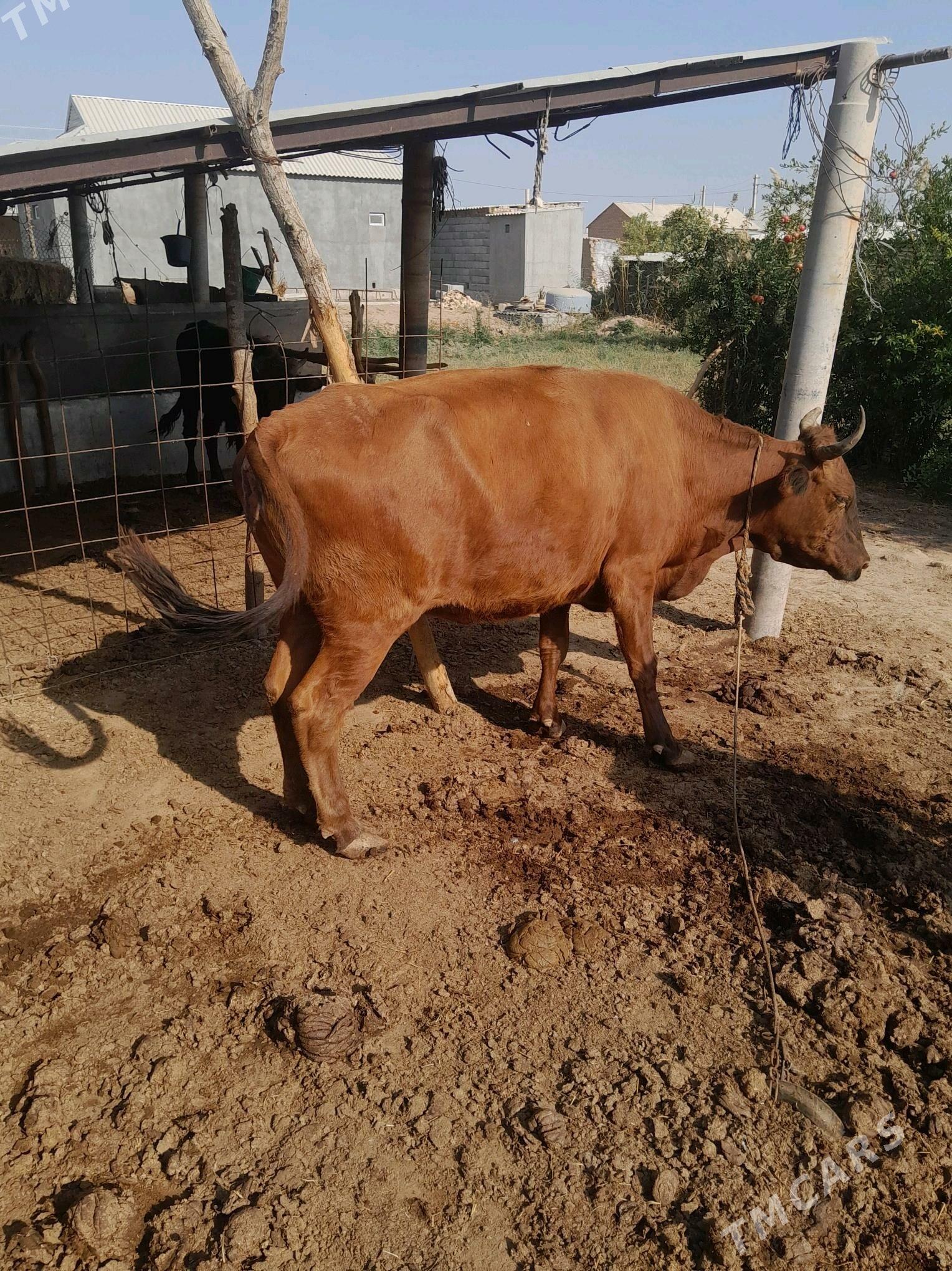 Sygyr - Tejen - img 3