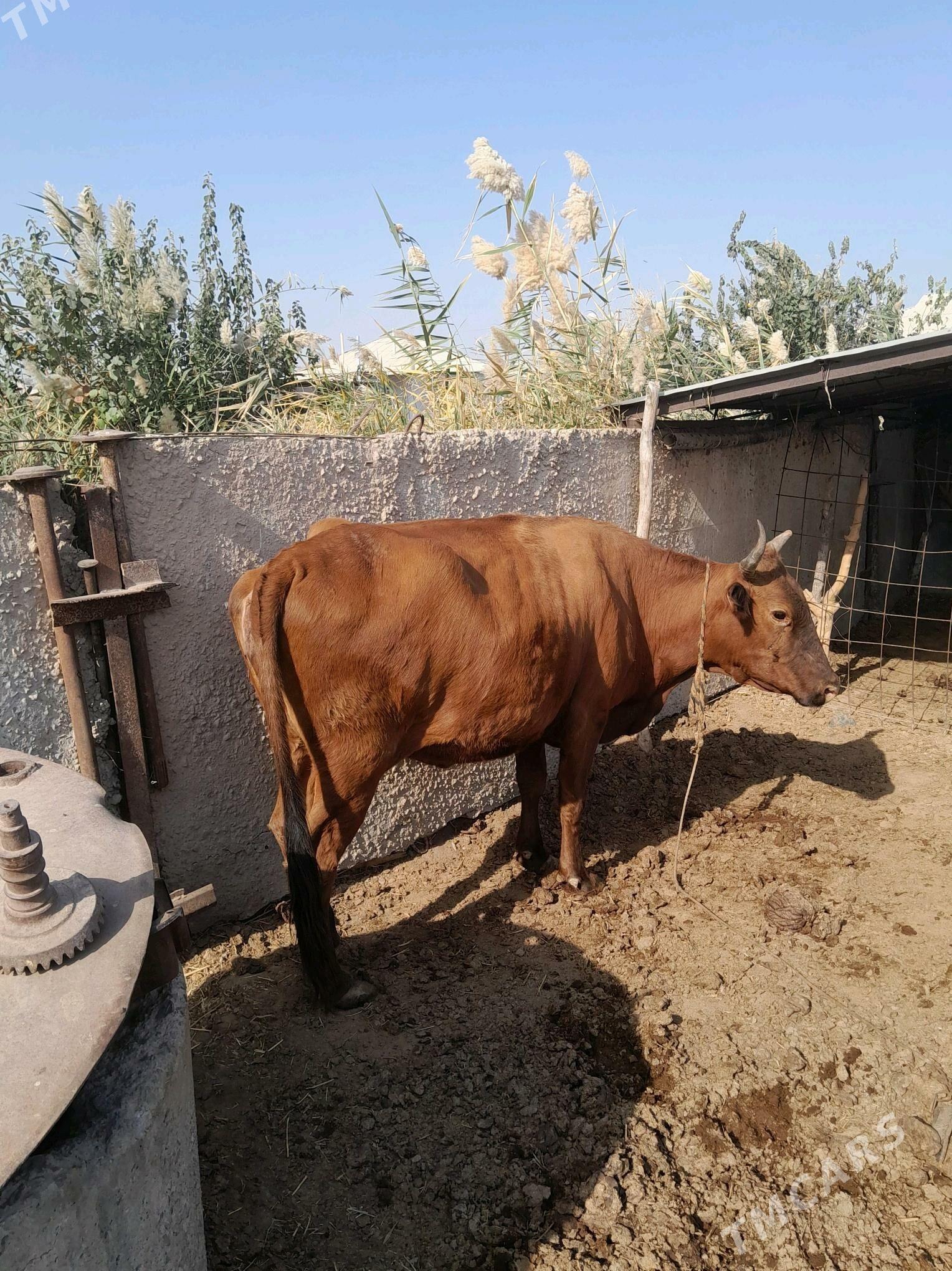 Sygyr - Tejen - img 1