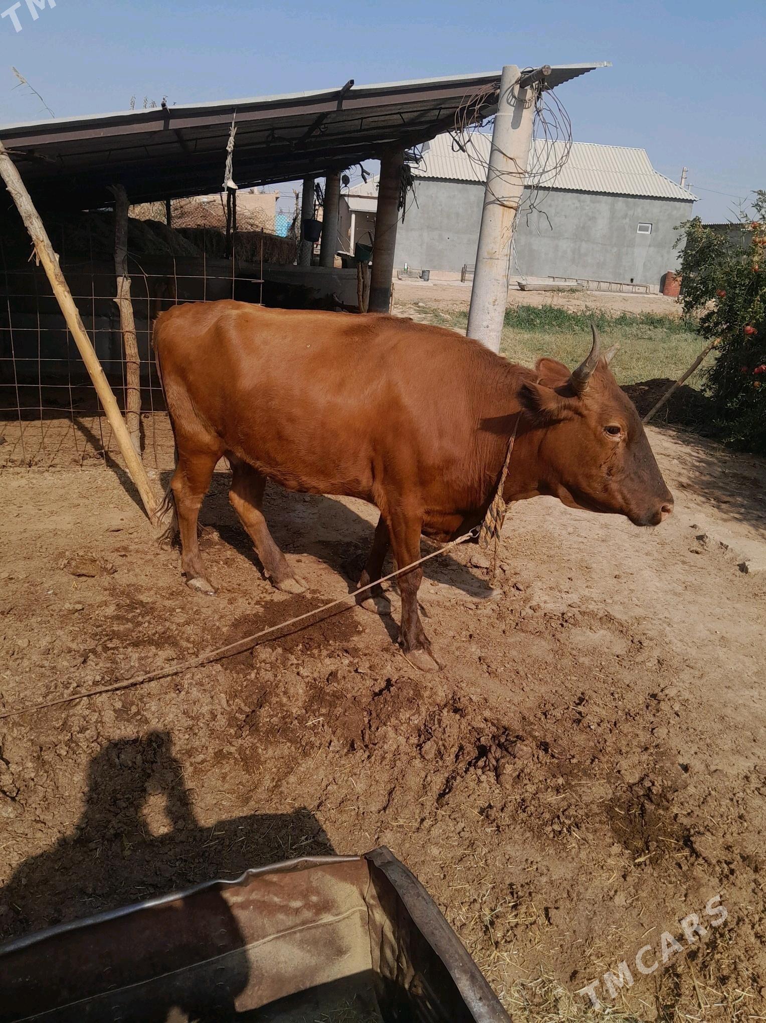 Sygyr - Tejen - img 2