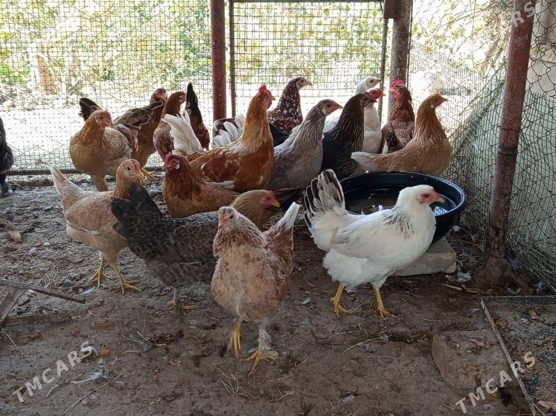 Ýetişen ýaş towuk, - Mary - img 1