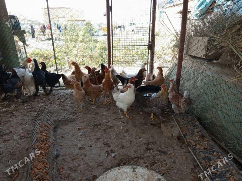 Ýetişen ýaş towuk, - Mary - img 3