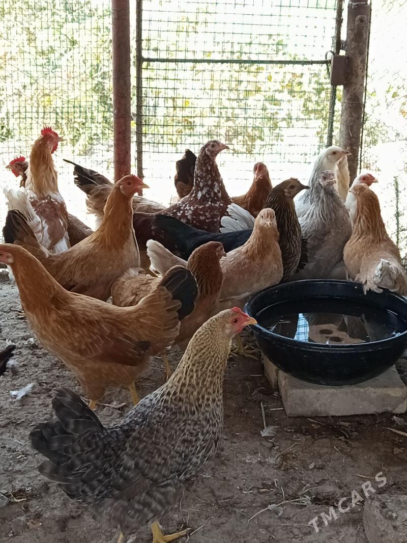 Ýetişen ýaş towuk, - Mary - img 4