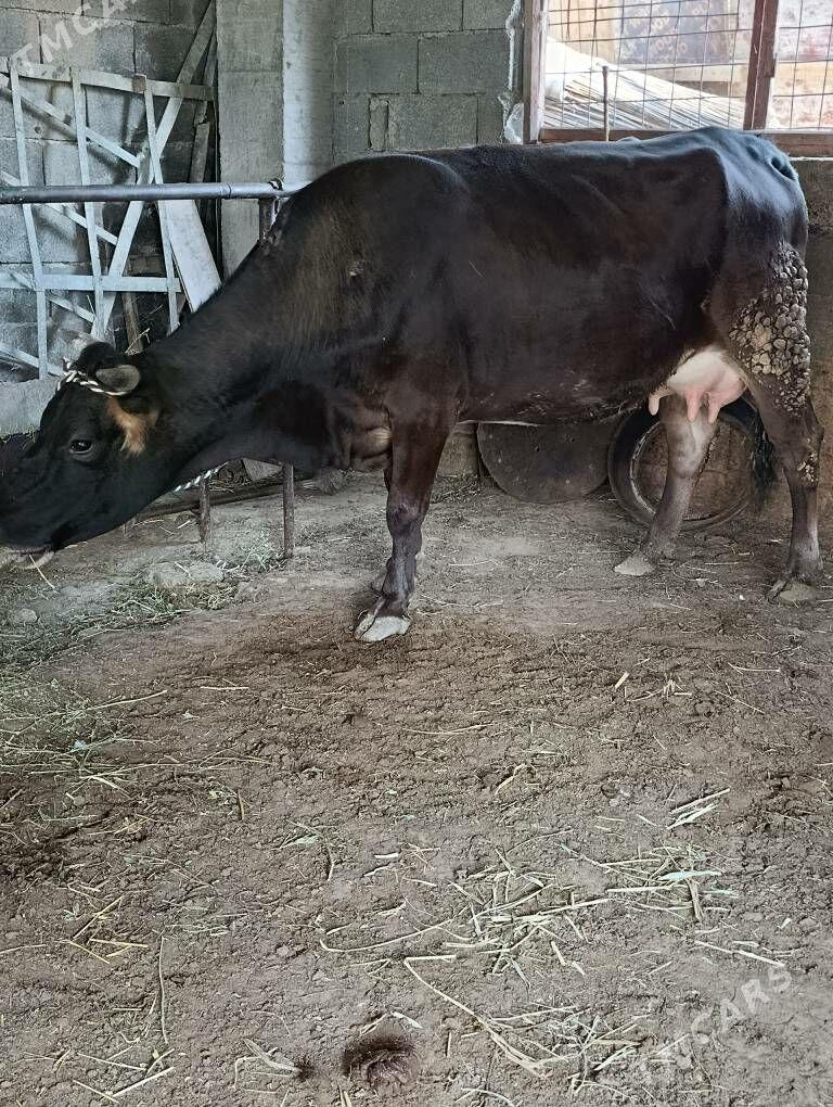 şwes tohum golelı sygyr - Gökdepe - img 3