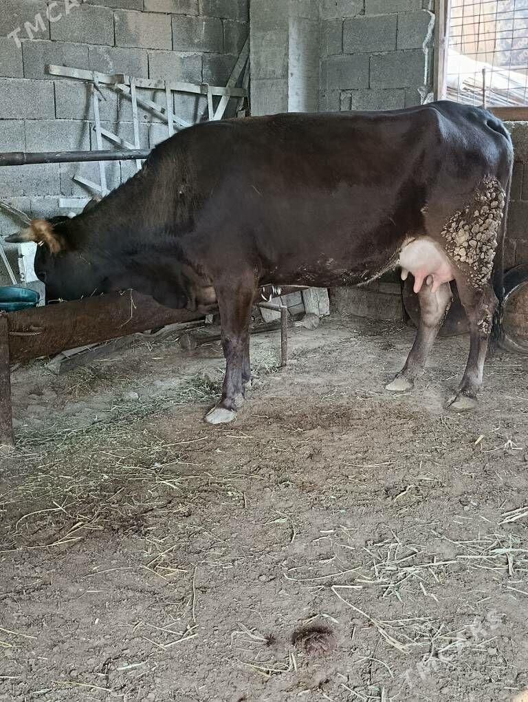 şwes tohum golelı sygyr - Gökdepe - img 1