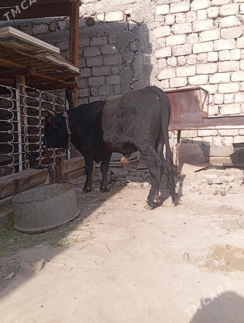 öküz - Ашхабад - img 4