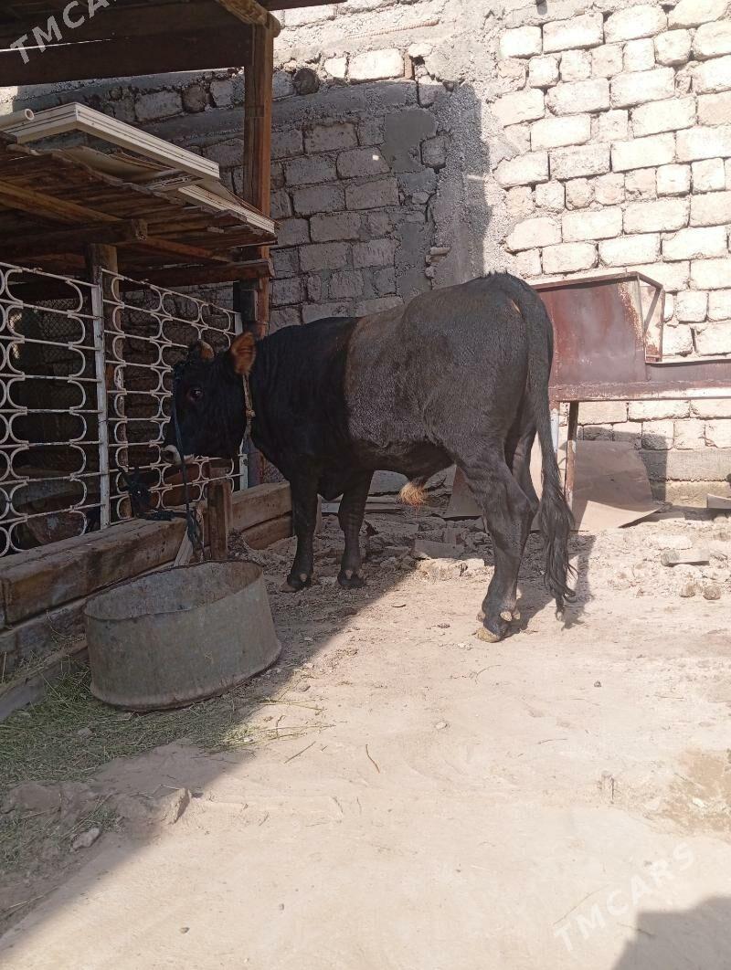 öküz - Ашхабад - img 2