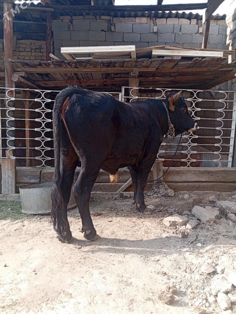 öküz - Ашхабад - img 3