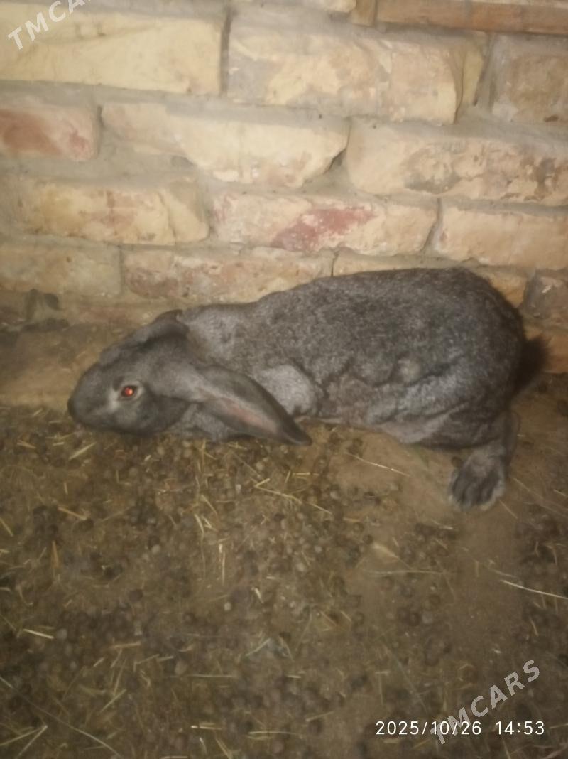 Wilikan towsan - Büzmeýin - img 1