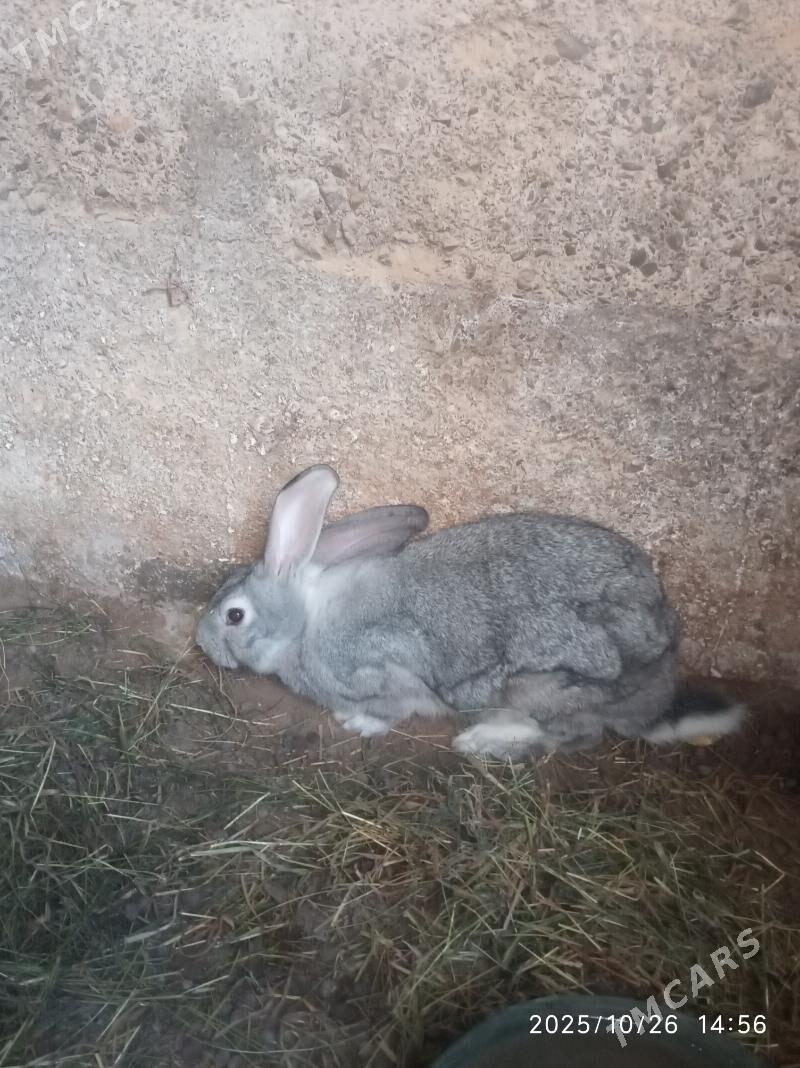 Wilikan towsan - Büzmeýin - img 2