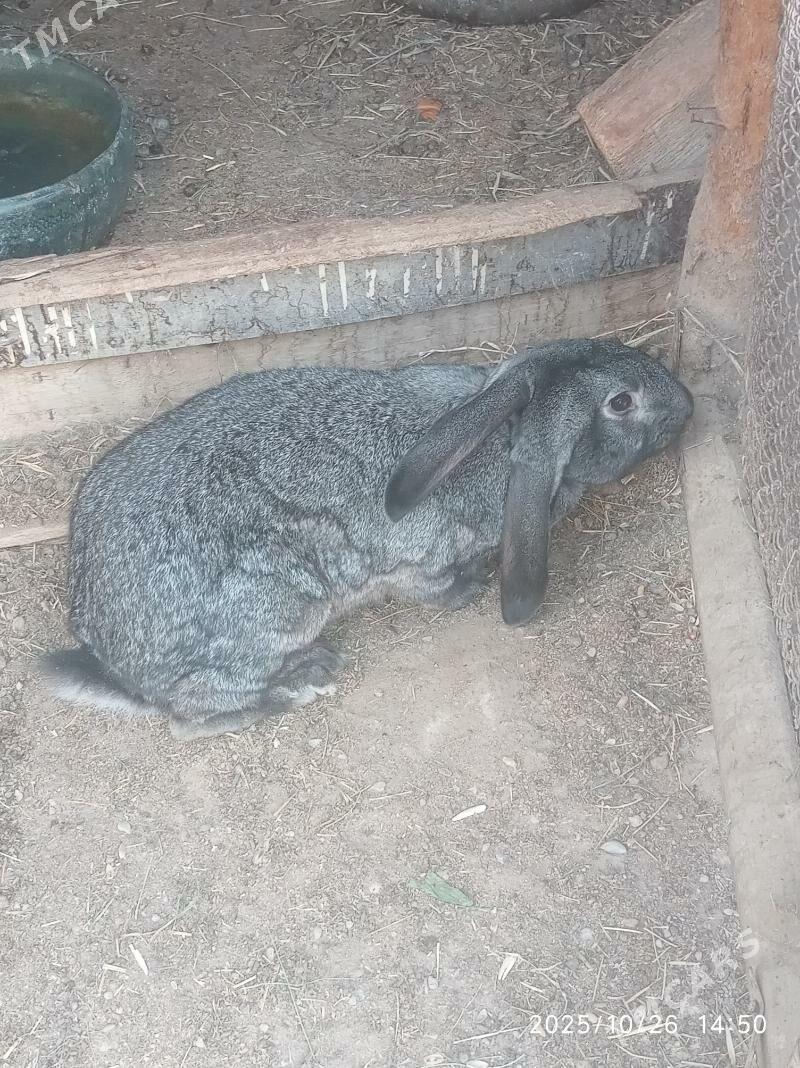 Wilikan towsan - Büzmeýin - img 5