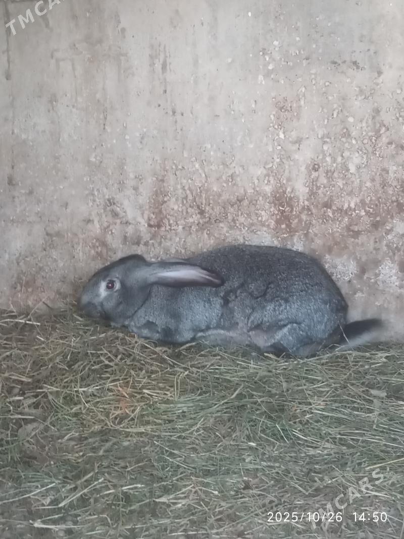 Wilikan towsan - Büzmeýin - img 3