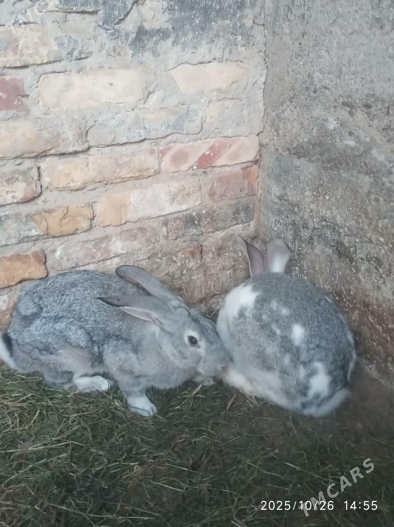 Wilikan towsan - Büzmeýin - img 6