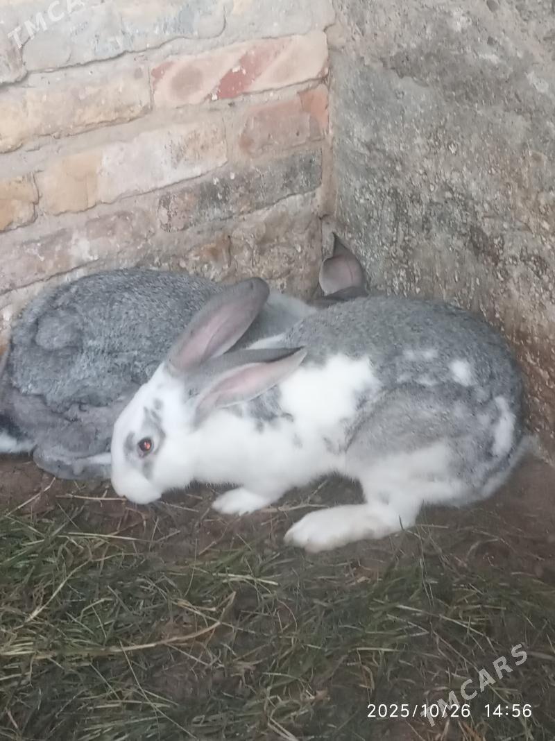 Wilikan towsan - Büzmeýin - img 4