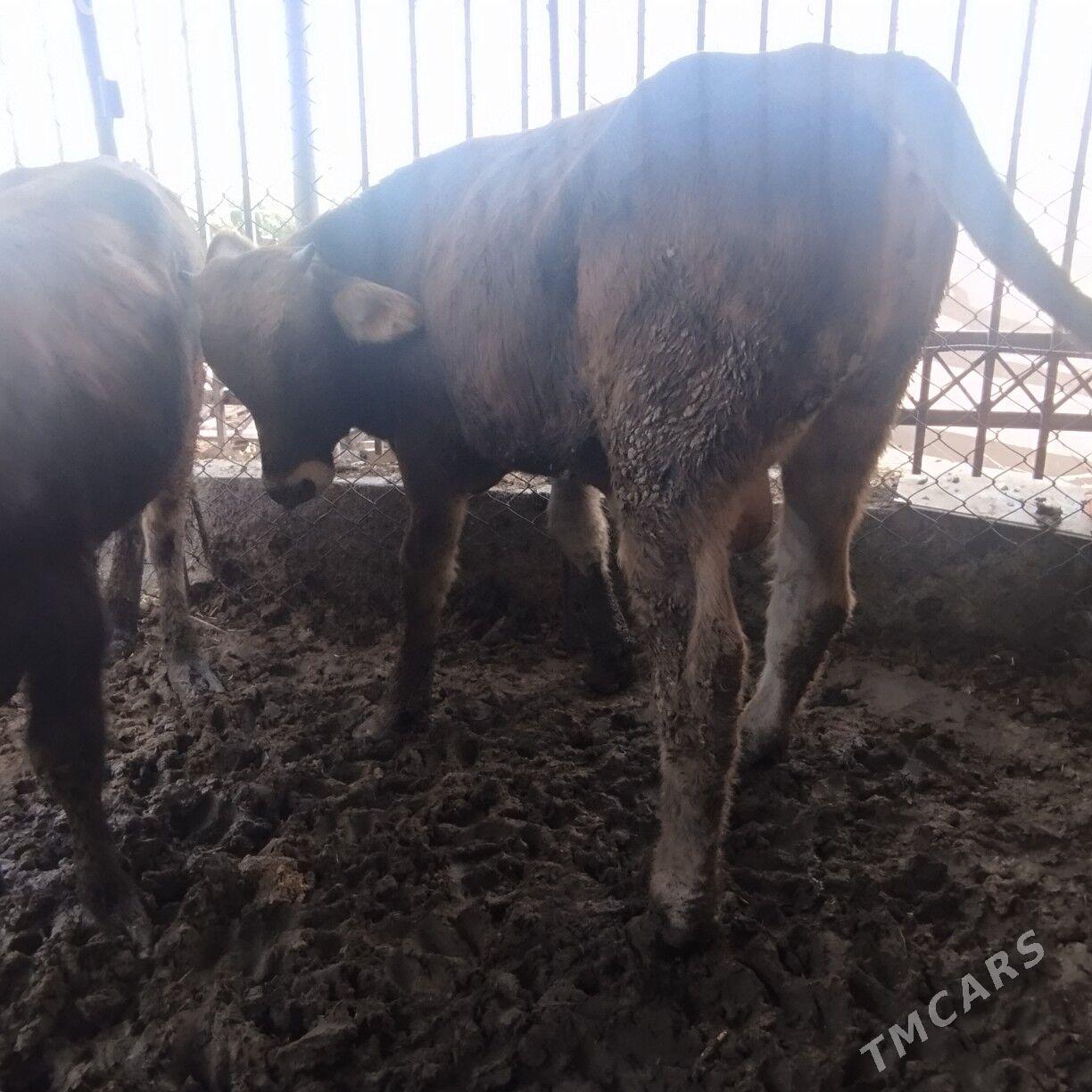 Okuz - Ашхабад - img 5