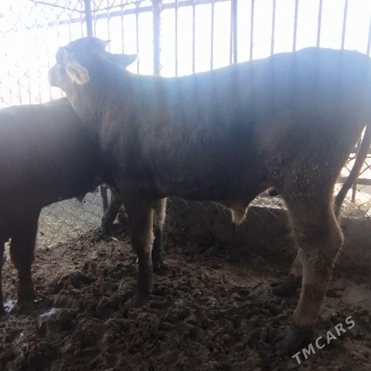 Okuz - Ашхабад - img 2