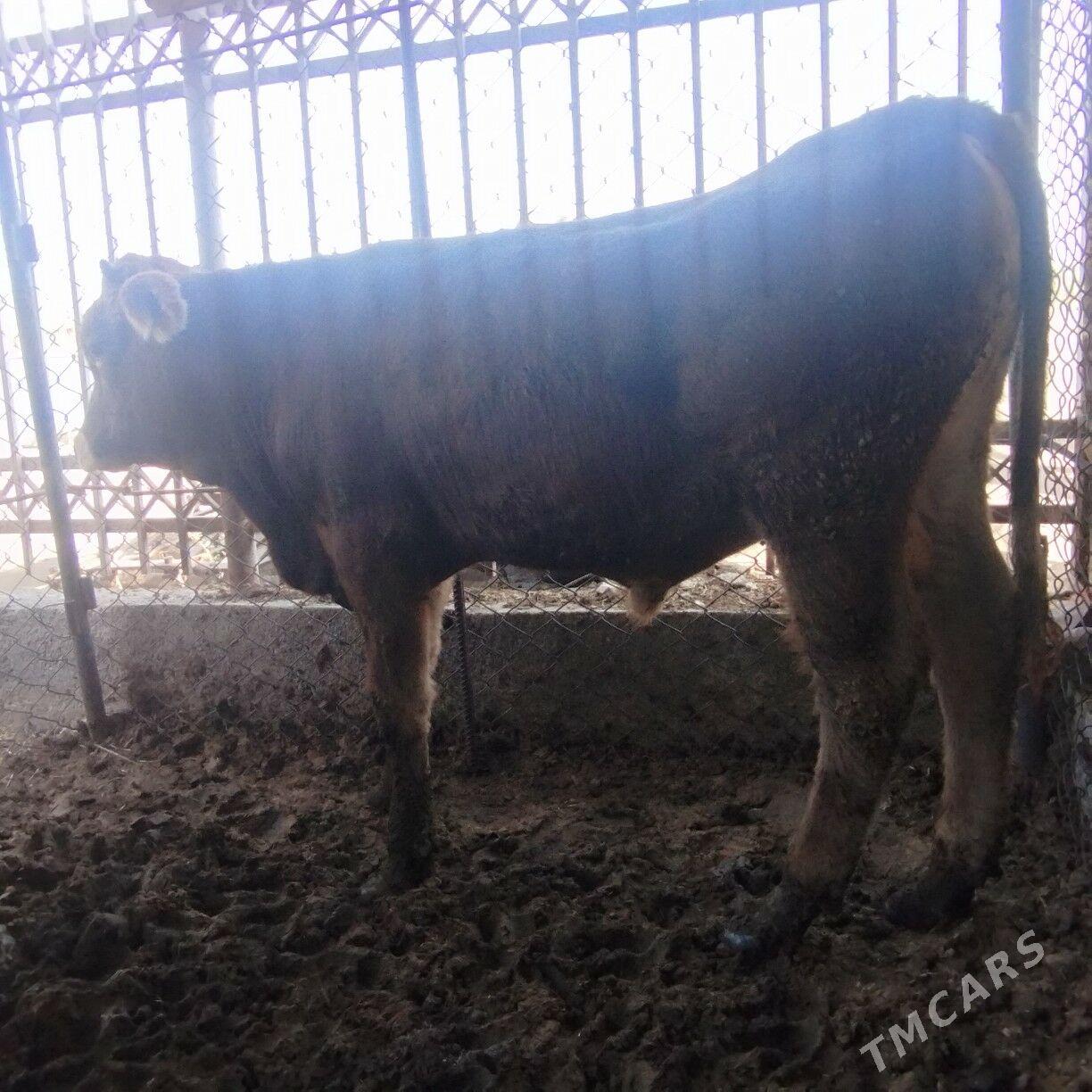 Okuz - Ашхабад - img 8