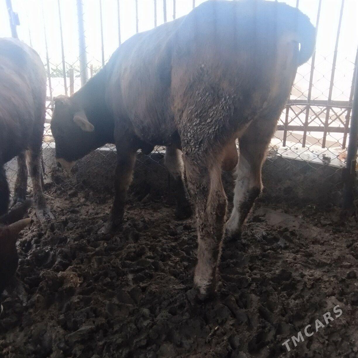 Okuz - Ашхабад - img 3