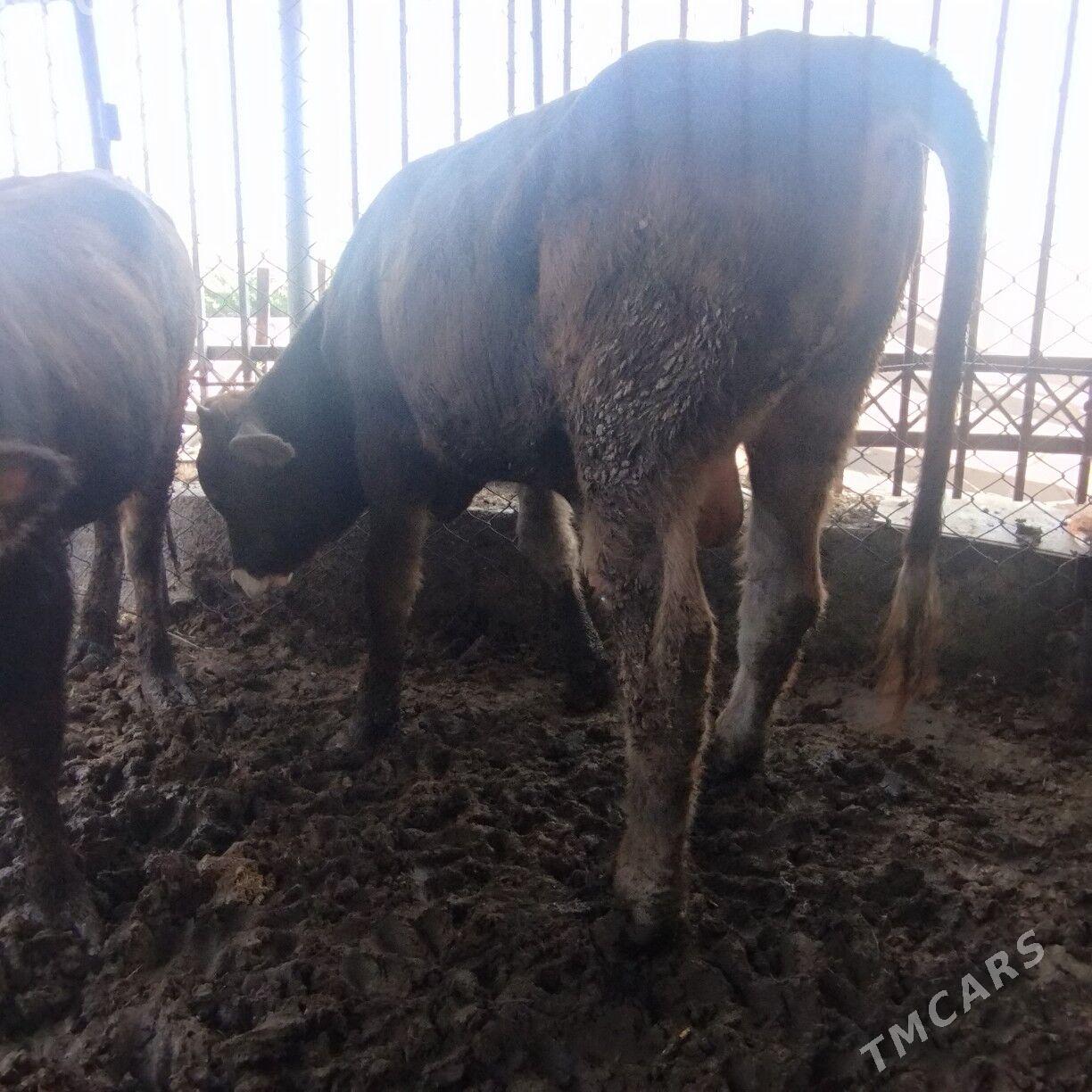 Okuz - Ашхабад - img 7