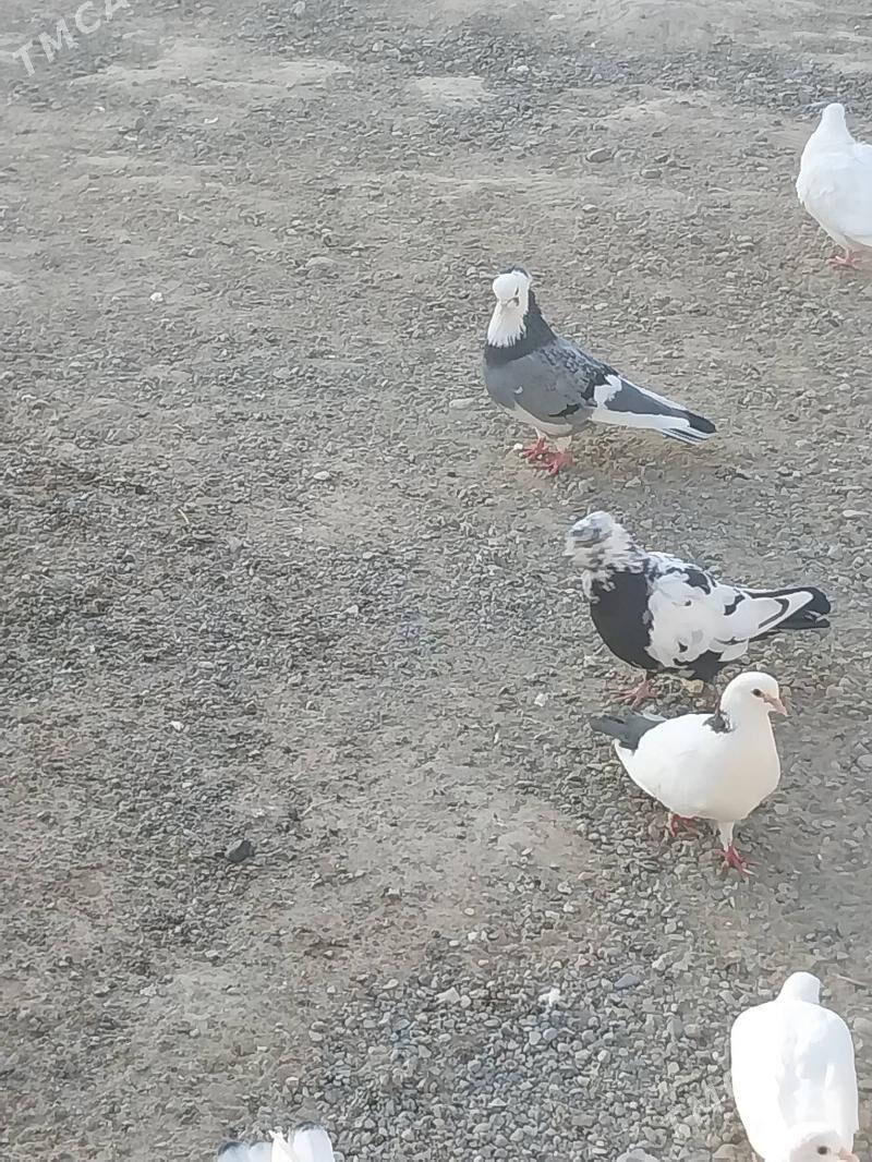 KEPDERI. - Мургап - img 1