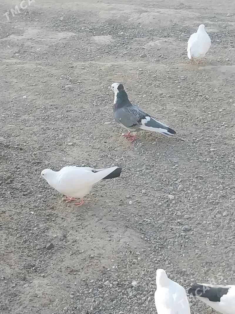 KEPDERI. - Мургап - img 3
