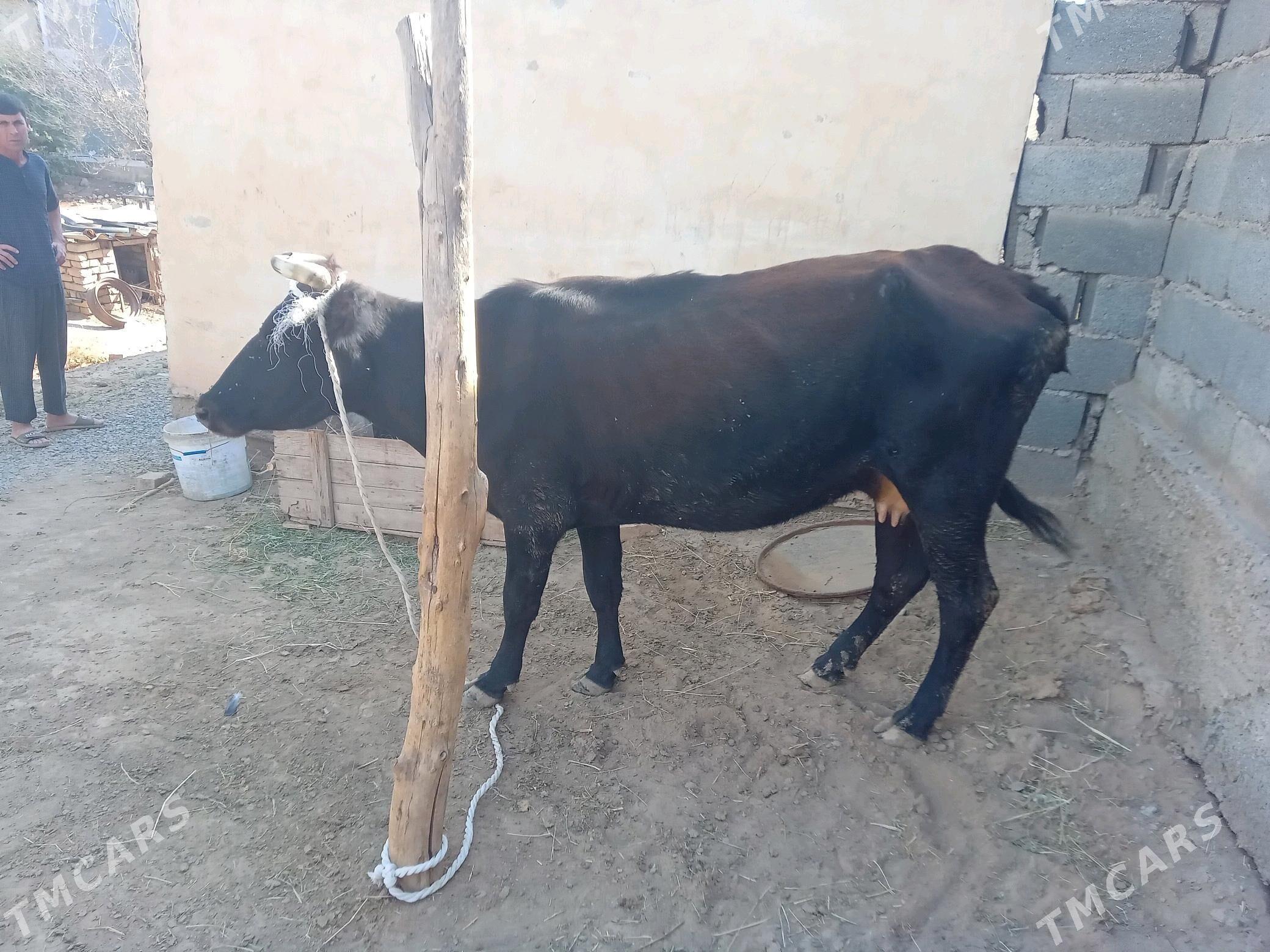 sygyr - Tejen - img 1