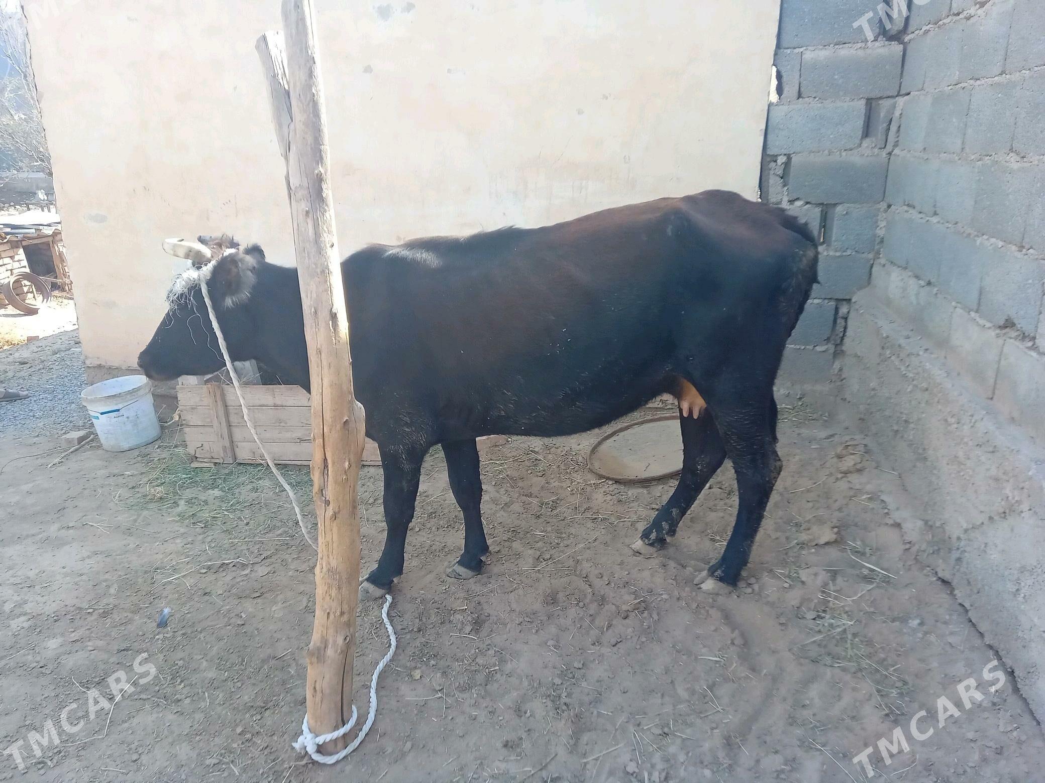 sygyr - Tejen - img 2