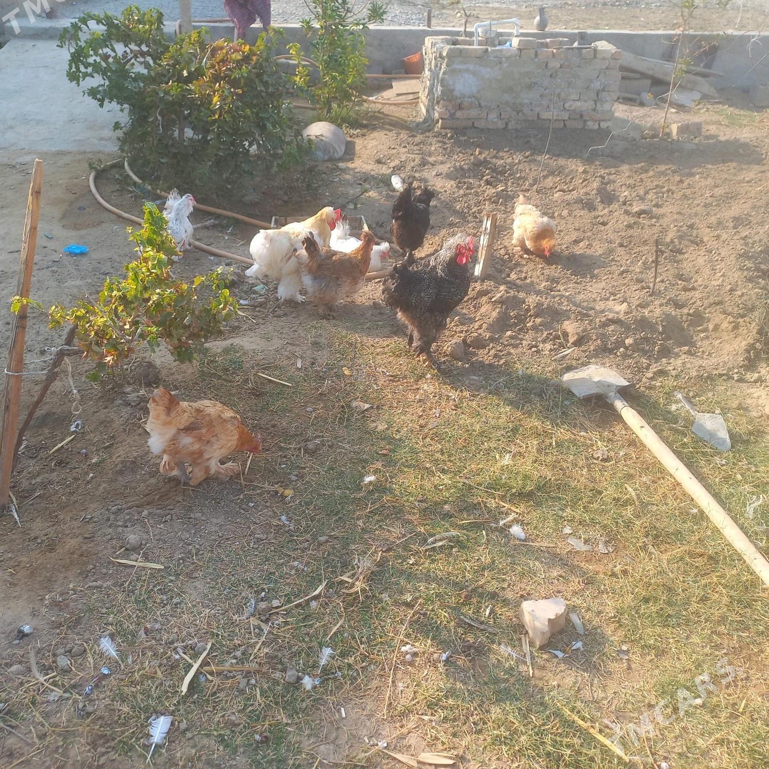 towuk telpekli - Gökdepe - img 2