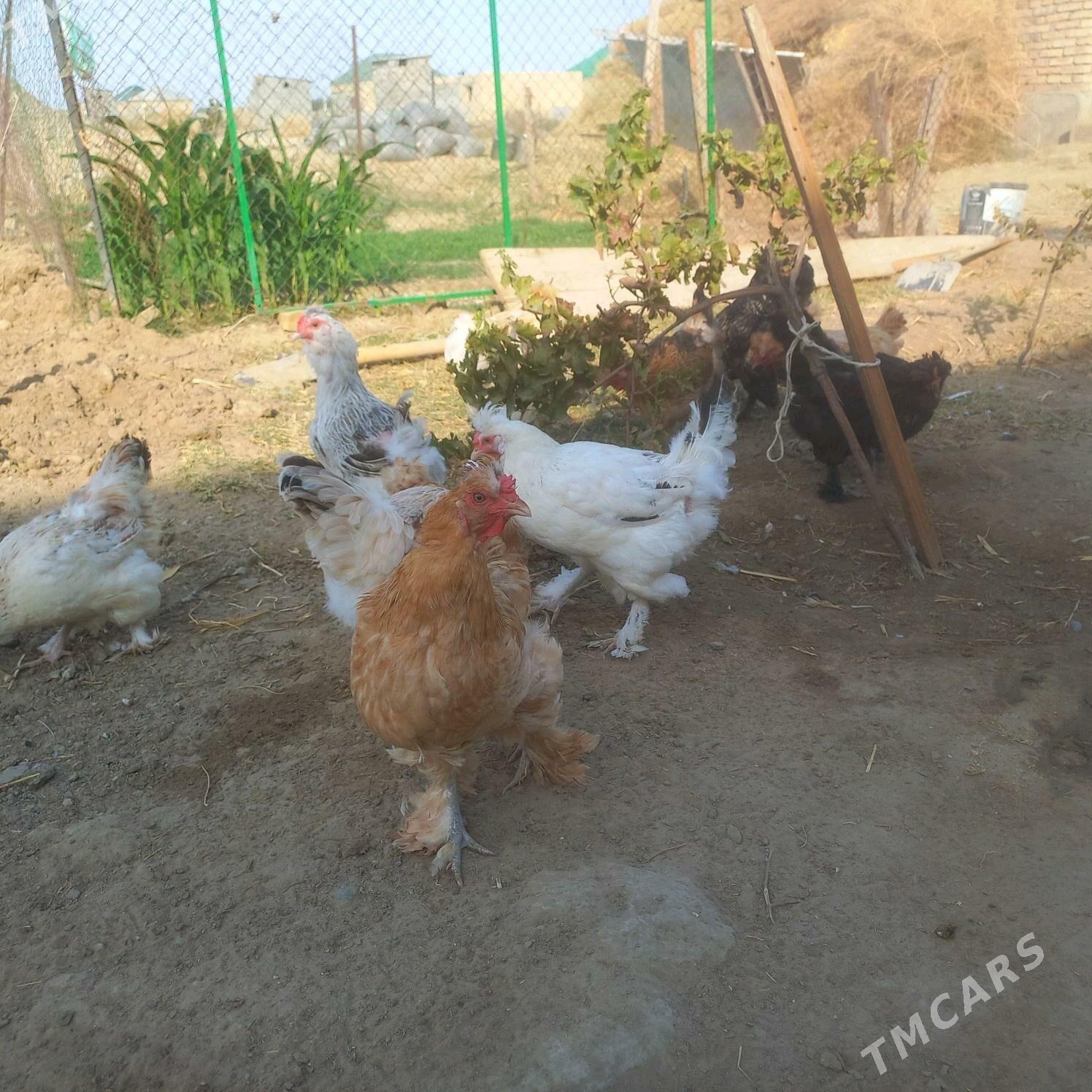 towuk telpekli - Gökdepe - img 3