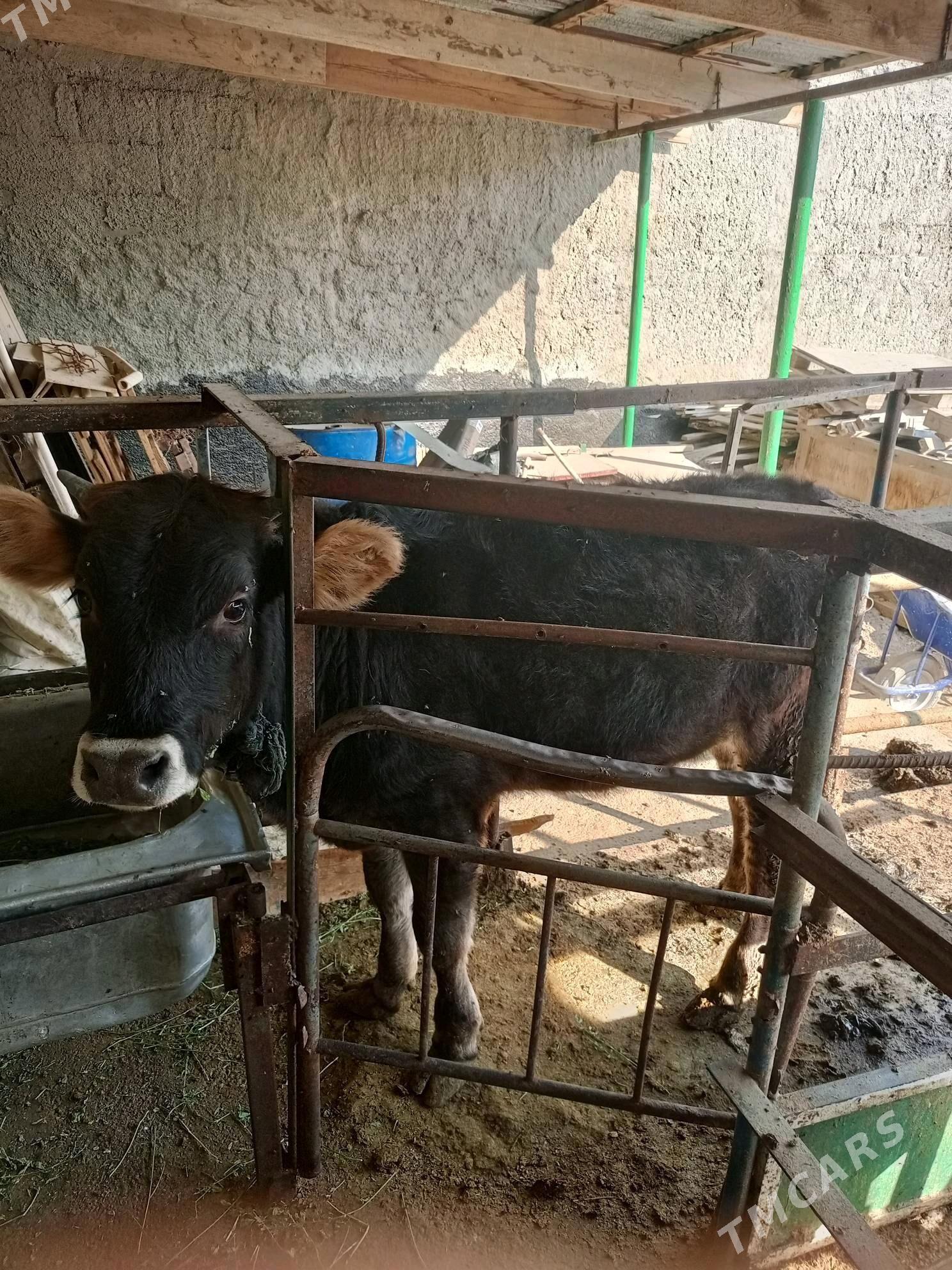 göle - Garadamak Şor - img 2