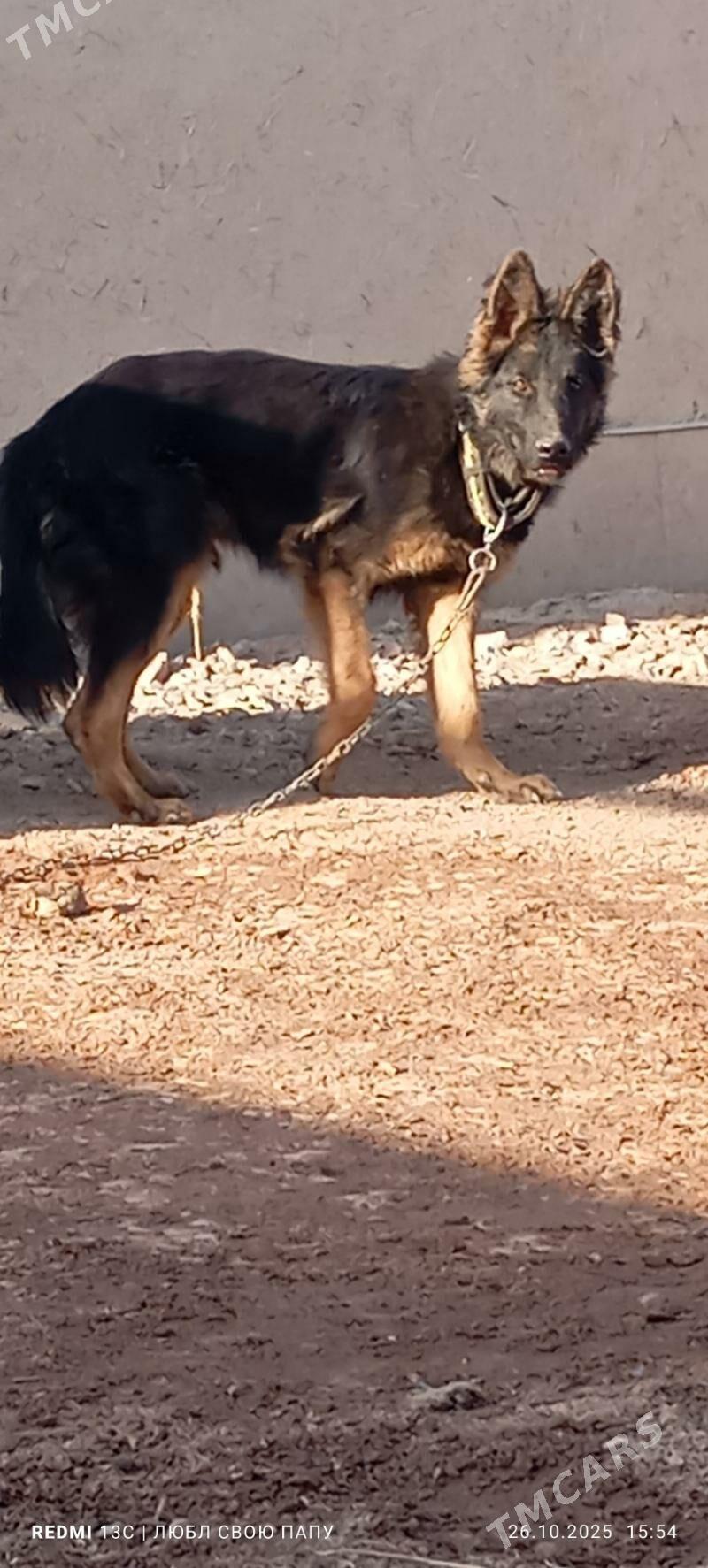 неметски афчарка - Губадаг - img 5